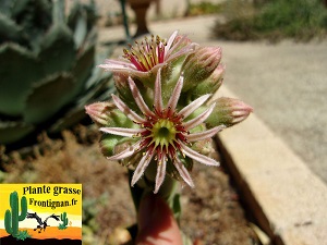 Sempervivum