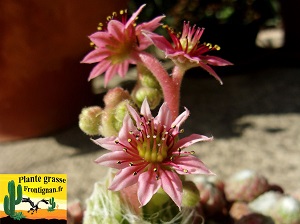 Sempervivum PGF37