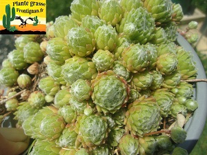 Sempervivum arachnoideum ssp arachnoideum