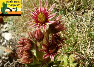 Sempervivum tectorum ssp boutignyanum