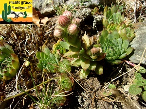 Sempervivum tectorum ssp boutignyanum