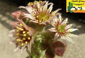 Sempervivum tectorum var avernense