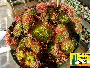 Sempervivum tectorum var avernense