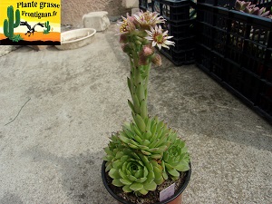 Sempervivum tectorum var avernense