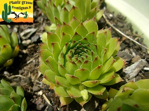 Sempervivum tectorum Pyrennes