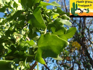 Senecio angulatus