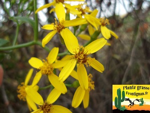 Senecio angulatus