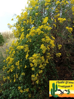 Senecio angulatus