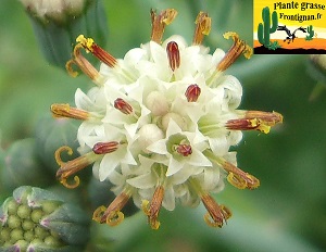 Senecio articulatus