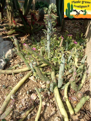 Senecio articulatus