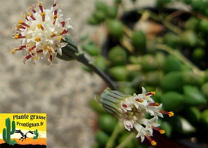 Senecio herreianus