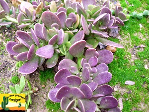 Senecio jacobsenii