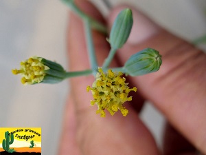 Senecio kleiniiformis