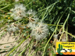 Senecio kleiniiformis