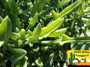 Senecio kleiniiformis