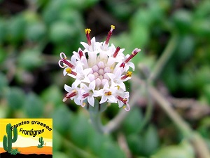 Senecio rowleyanus