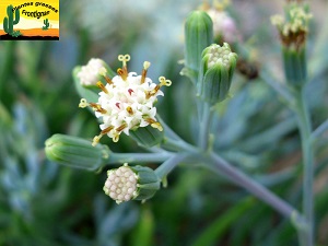 Senecio serpens