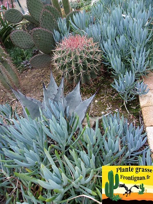 Senecio serpens