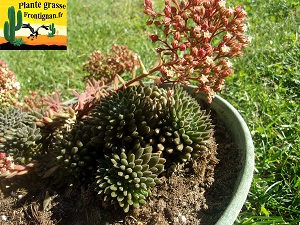 Sinocrassula yunnanensis