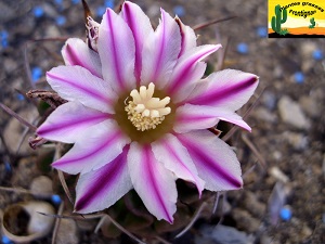 Stenocactus multicostatus