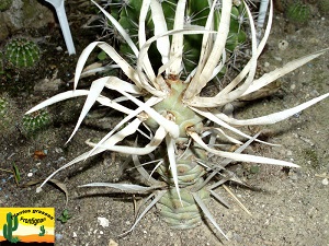 Tephrocactus articulatus var papyracanthus