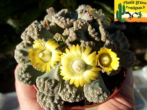 Titanopsis calcarea