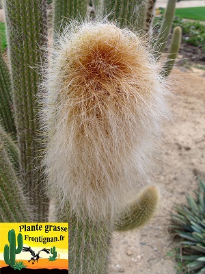 Vatricania guentheri cephalium
