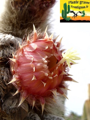 Vatricania guentheri