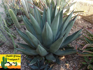 Agave Nigra