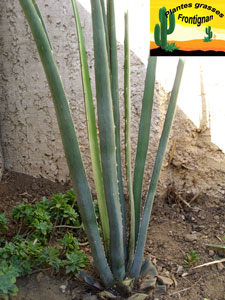 Agave albomarginata