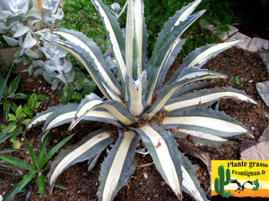 agave americana Medio Picta Alba