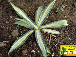 Agave americana var striata