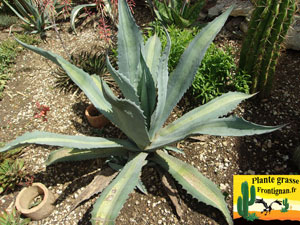 Agave americana ssp protomericana