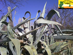 Agave americana