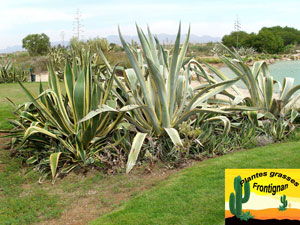 Agave americana 'Variegata'