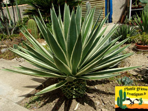 Agave angustifolia Marginata