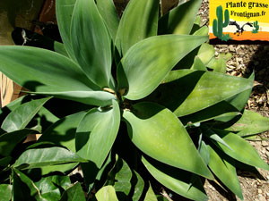 Agave attenuata