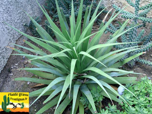 Agave bracteosa