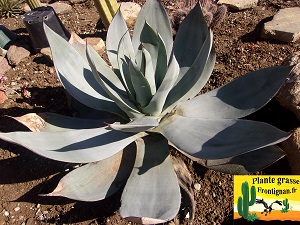 Agave celsii