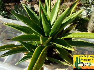 Agave decipiens fma minor