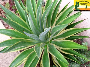 Agave desmetiana Variegata