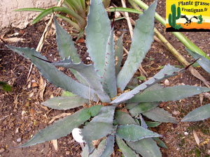 Agave durangensis