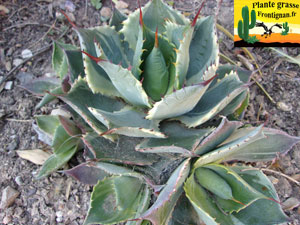 Agave guadalajarana variegata minor