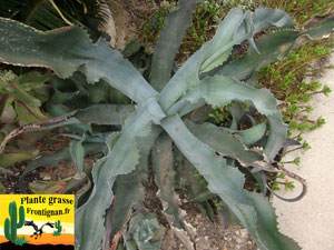 Agave gypsophila