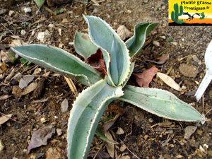 jeune agave gypsophila variegata