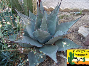 agave havardiana