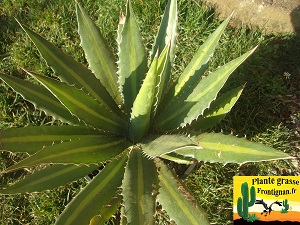 Agave lophanta