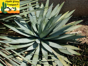 Agave macroacantha