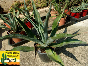 Agave mapisaga