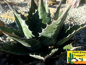 Agave montana